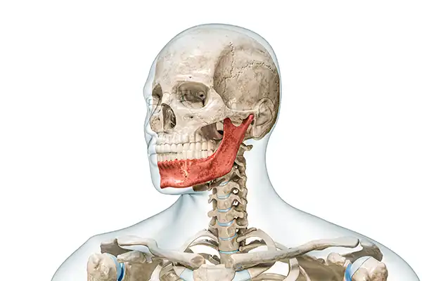 A rendering of human head with jawbone highlighted 