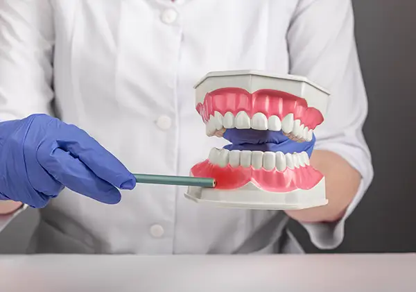 Dentist using a gum model to explain periodontal health and the impact of gum disease during a consultation.